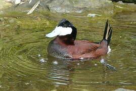 Ruddy Duck