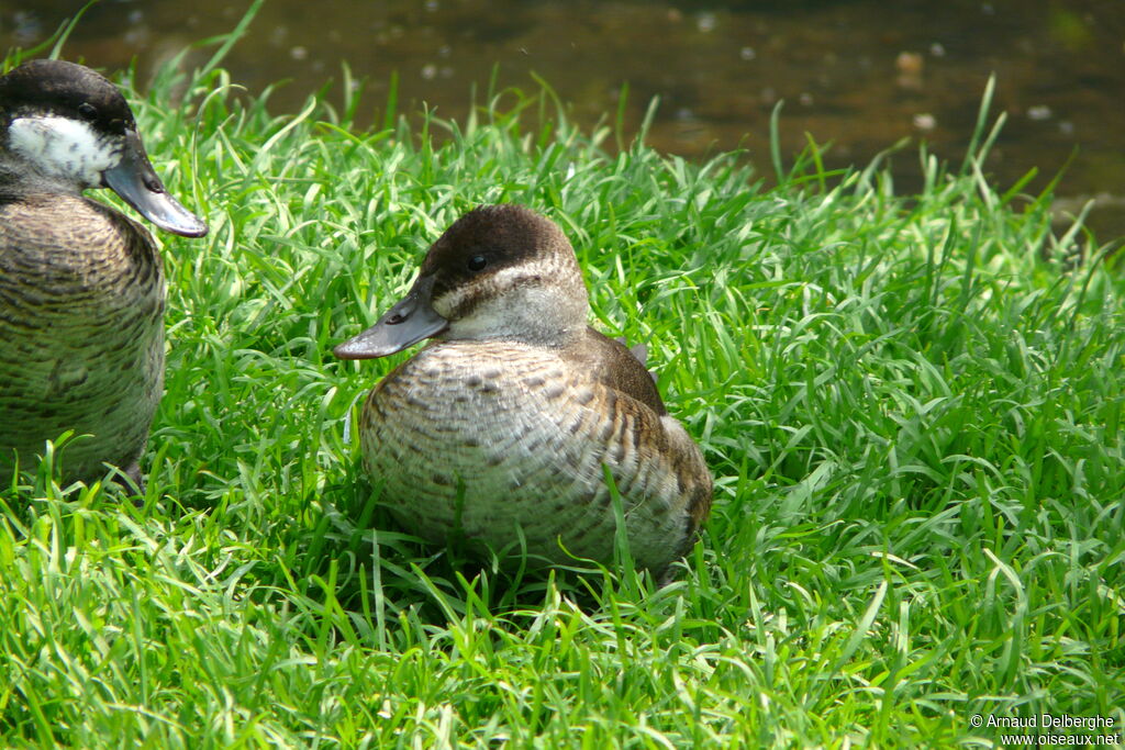 Ruddy Duck female