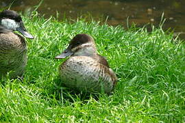 Ruddy Duck