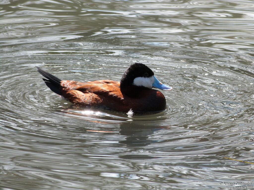 Ruddy Duck