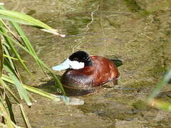 Ruddy Duck