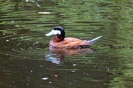 Ruddy Duck