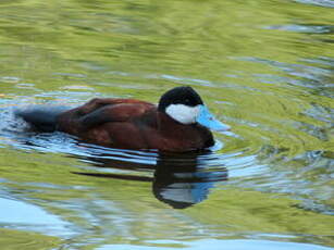 Érismature rousse