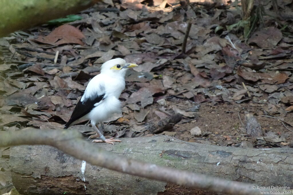 Black-winged Starling