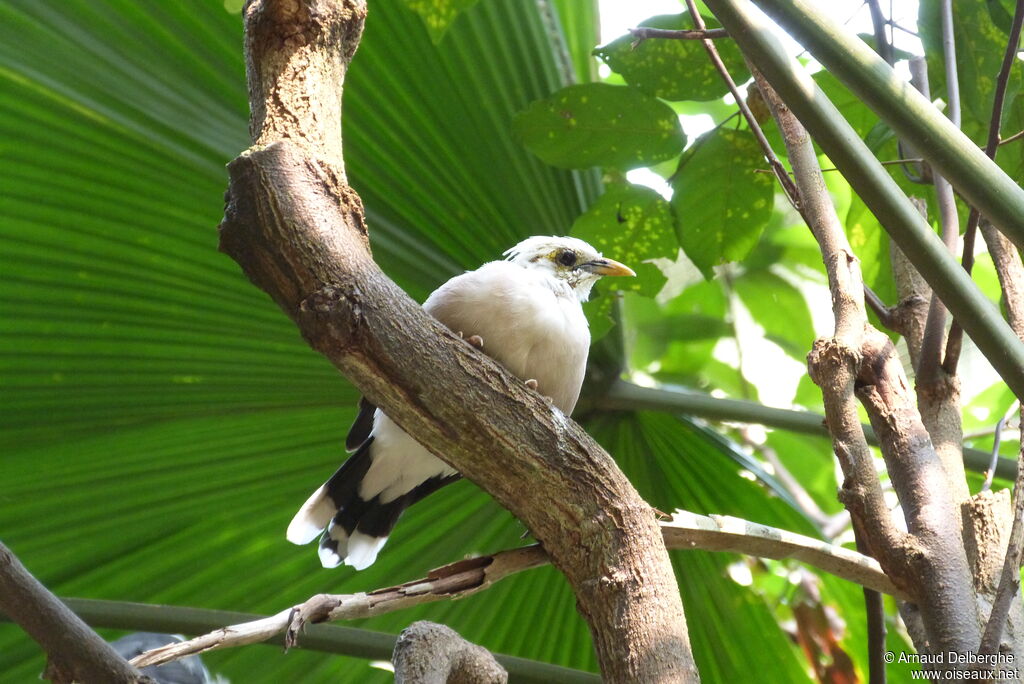 Black-winged Myna