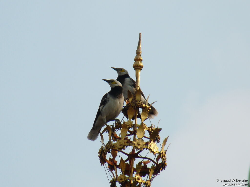 Black-collared Starling