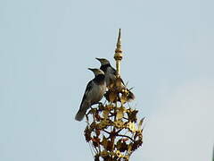 Black-collared Starling