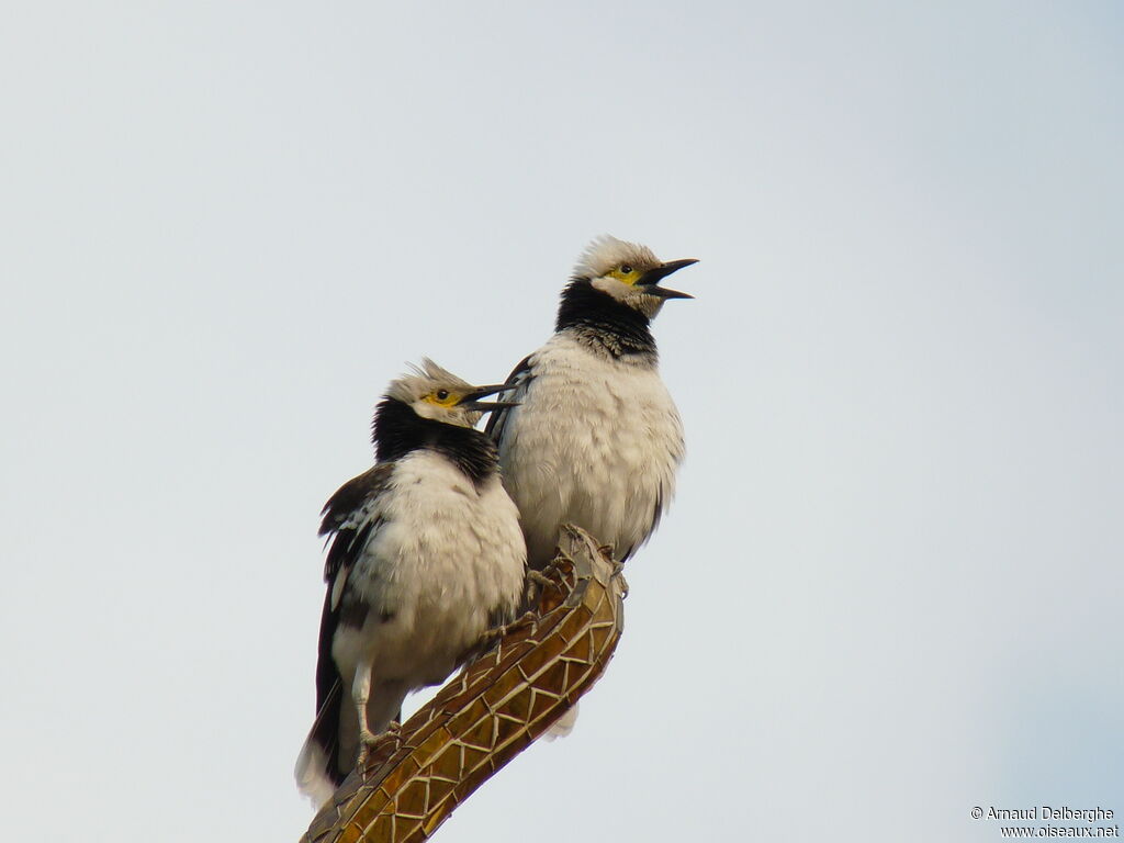 Black-collared Starling