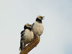 Black-collared Starling