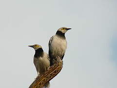 Black-collared Starling