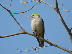 Wattled Starling