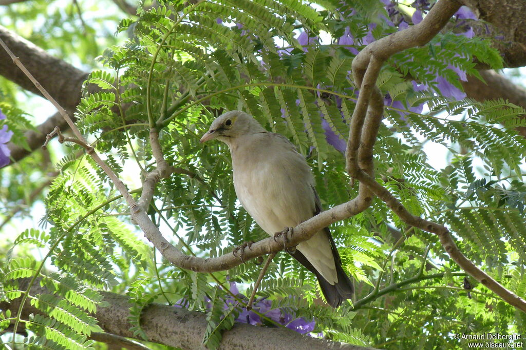 Wattled Starling