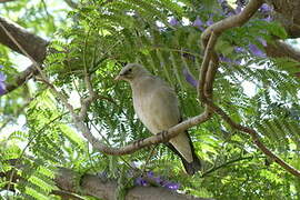 Wattled Starling