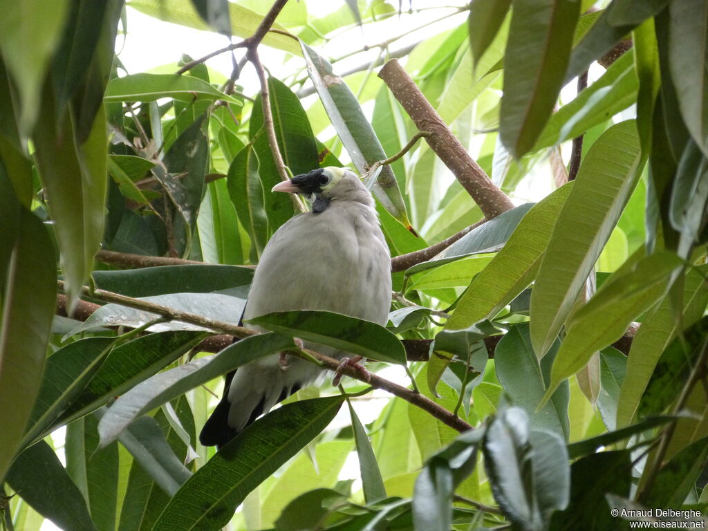 Wattled Starling