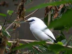 Bali Myna