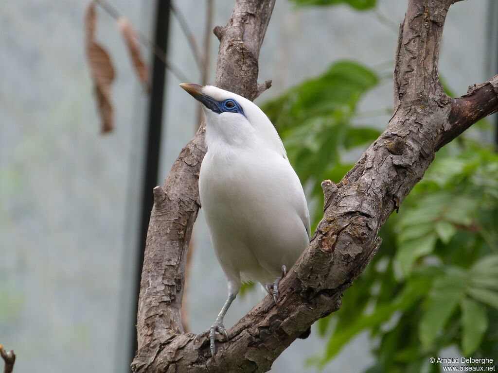 Bali Myna