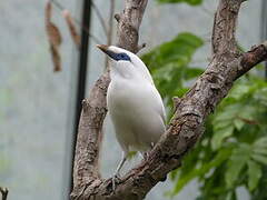 Bali Myna