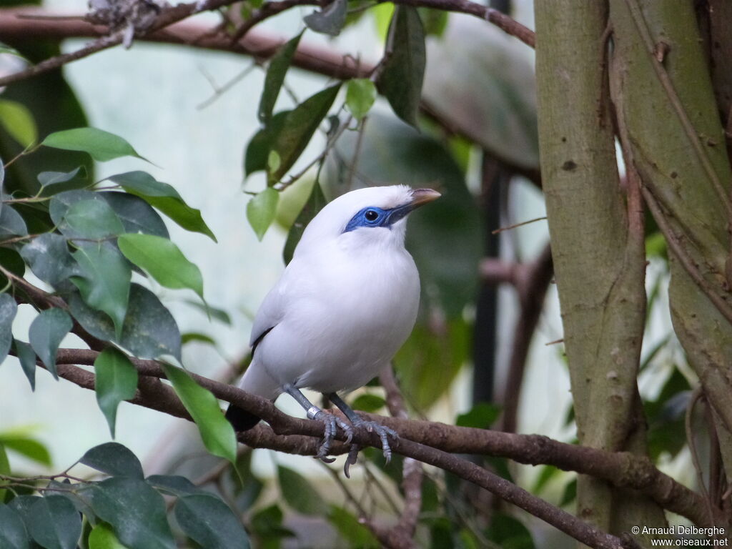 Bali Myna