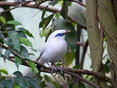 Bali Myna