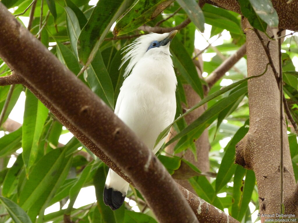 Bali Myna