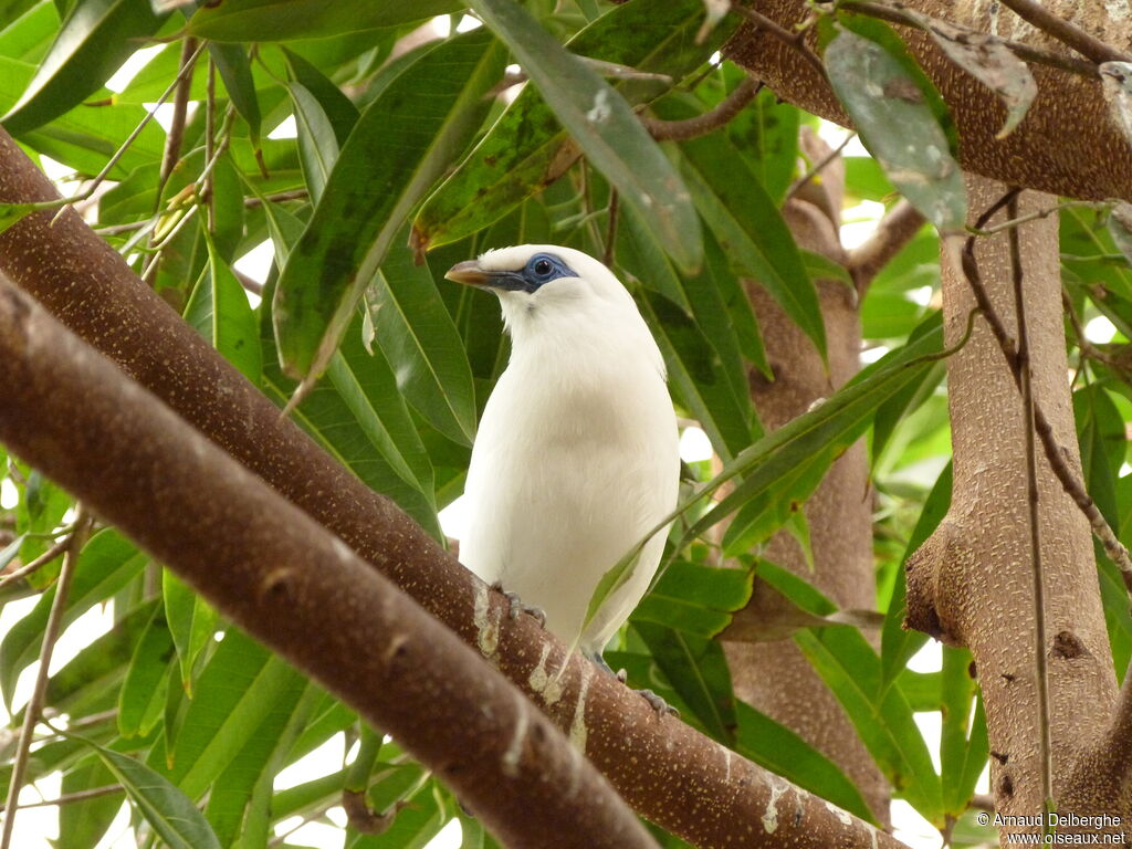 Bali Myna