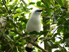 Bali Myna