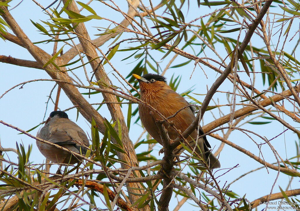 Brahminy Starling