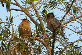 Brahminy Starling