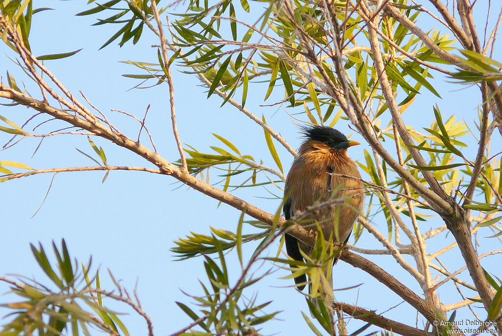 Brahminy Starling