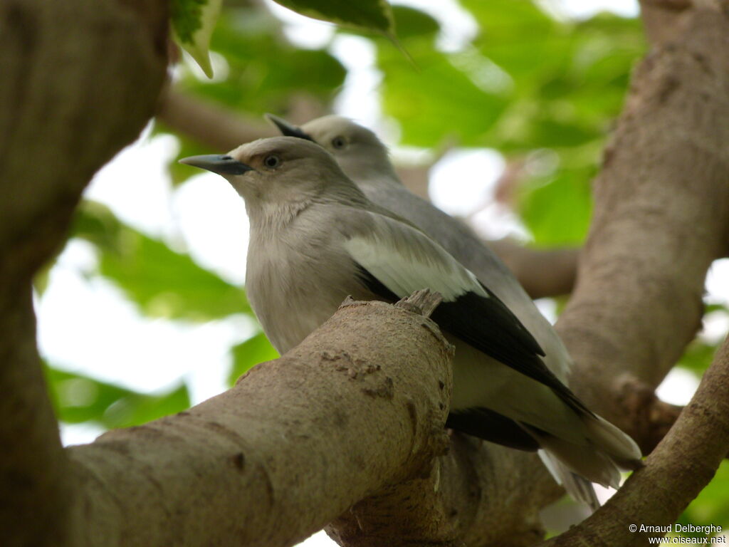 White-shouldered Starling