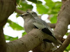 White-shouldered Starling