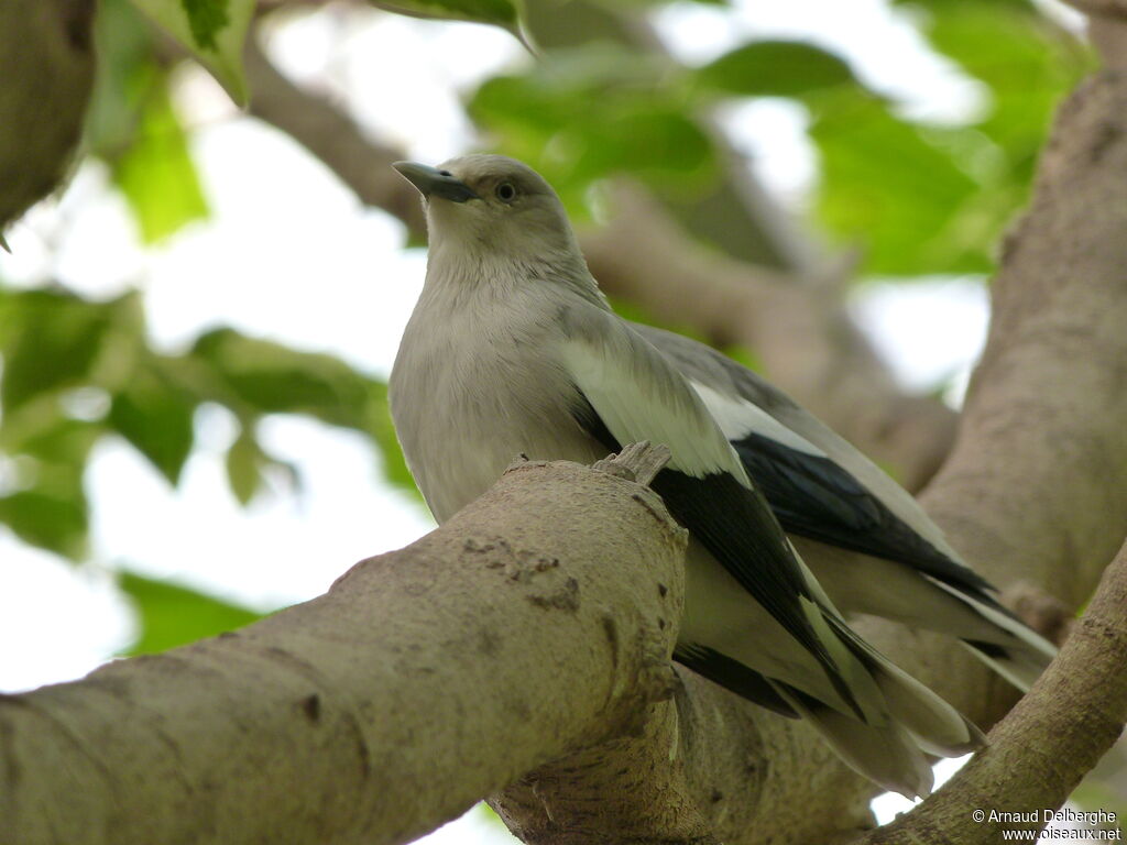 White-shouldered Starling