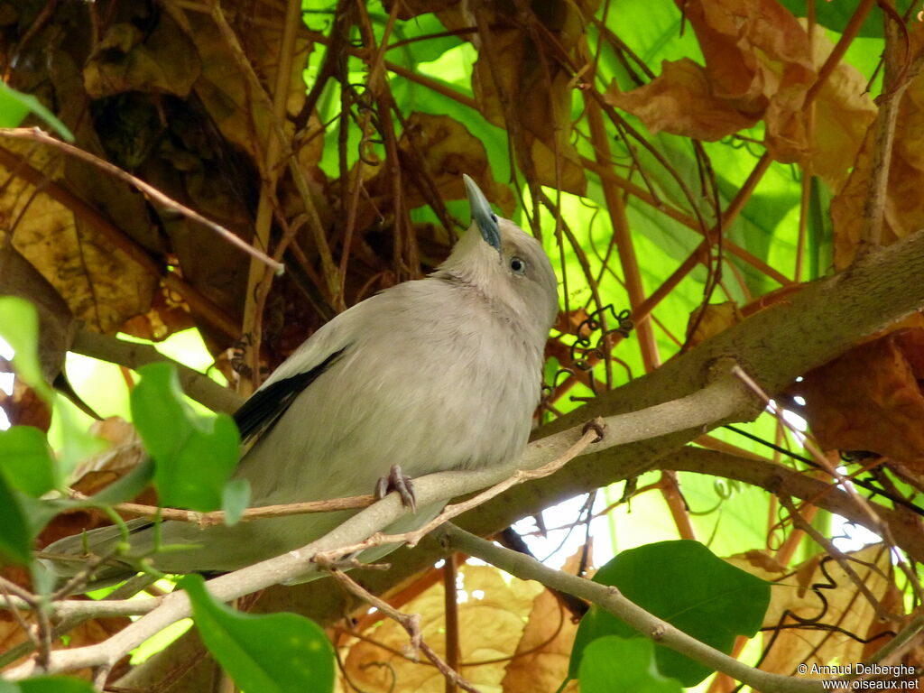 White-shouldered Starling