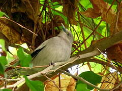 White-shouldered Starling