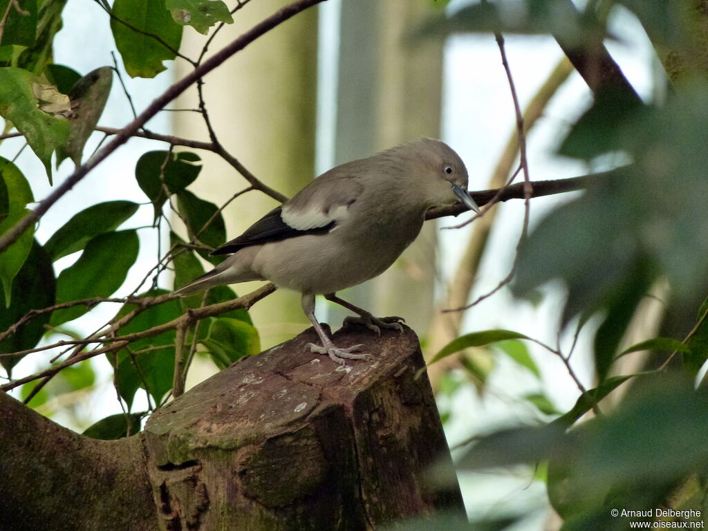 White-shouldered Starling