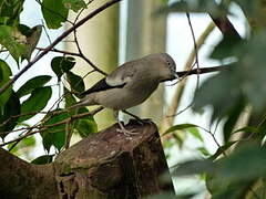 White-shouldered Starling