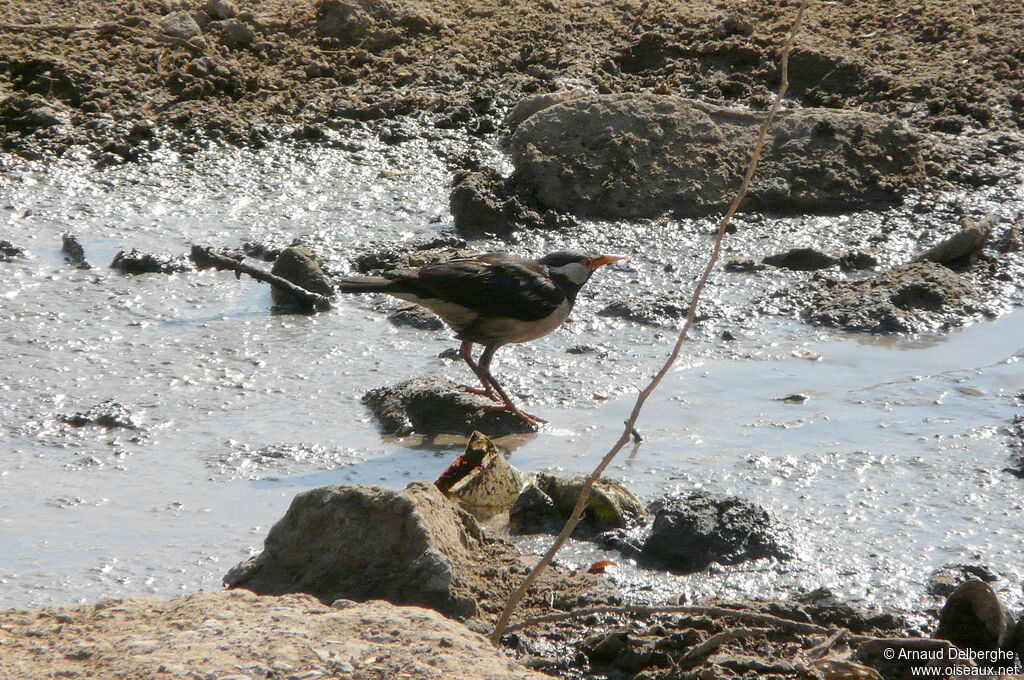 Pied Myna