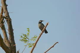 Pied Myna