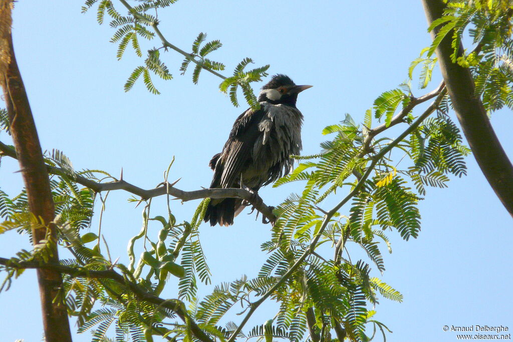 Indian Pied Myna