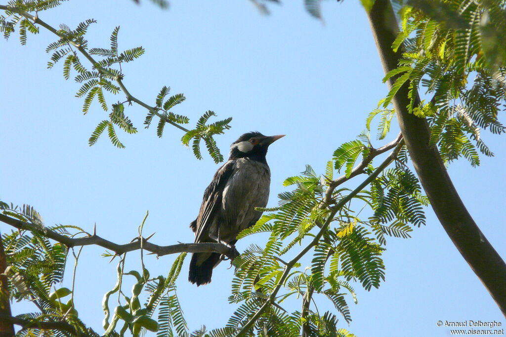 Indian Pied Myna