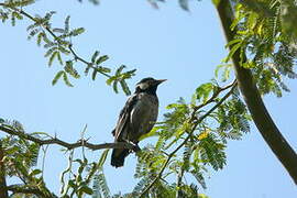 Indian Pied Myna