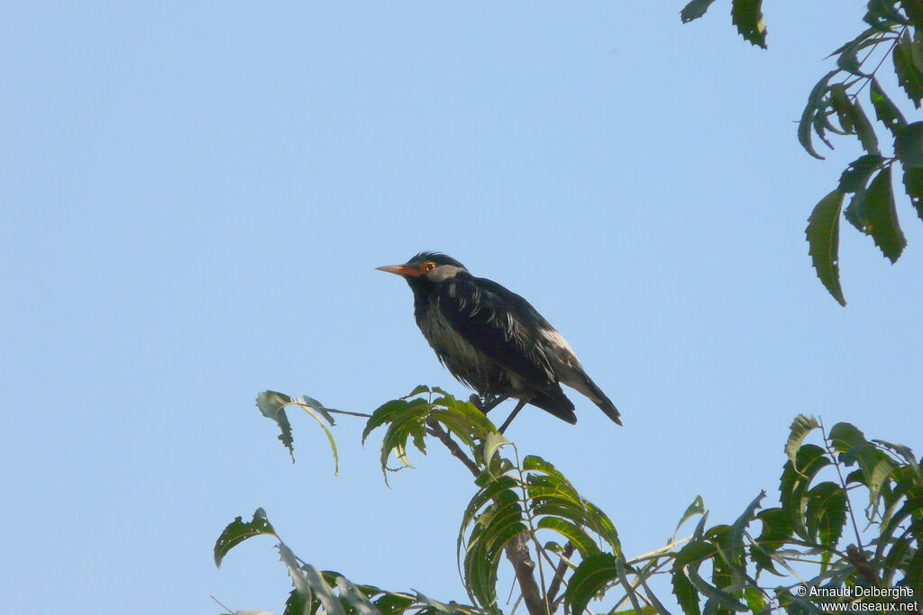 Pied Myna