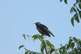 Pied Myna