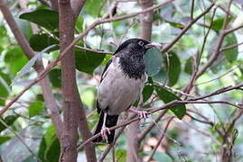 Rosy Starling