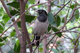 Rosy Starling