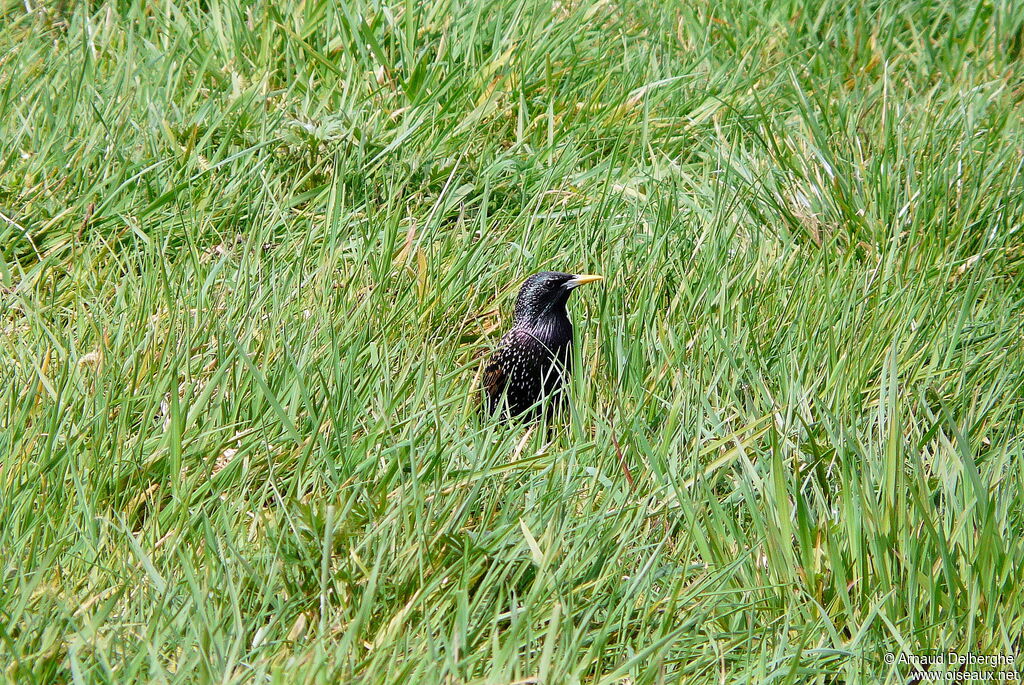 Common Starling