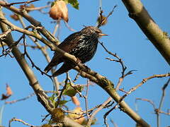 Common Starling