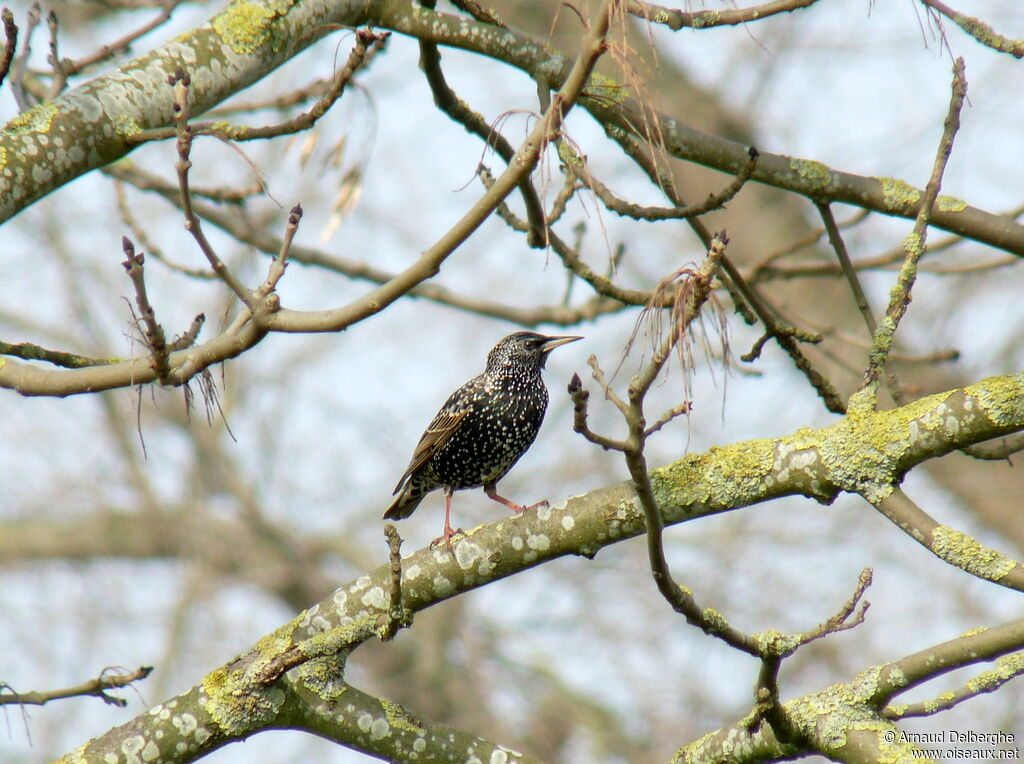 Common Starling