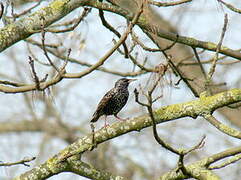 Common Starling