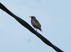 Common Starling